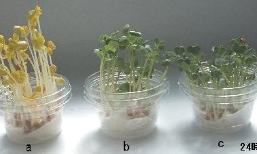 郁金可以煲汤吗-蜂蜜郁金汤的功效网 :分享蜂蜜郁金汤的功效和作用-郁金煲水饮有什么功效知识