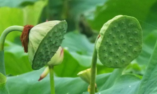 蜂蜜郁金汤的功效和作用-蜂蜜郁金汤的功效网 :分享蜂蜜郁金汤的功效和作用-郁金煲水饮有什么功效知识